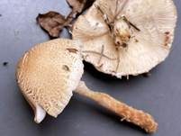 Gelbflockiger Wollstielschirmling, Foto 30