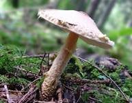 Gelbflockiger Wollstielschirmling, Foto 31