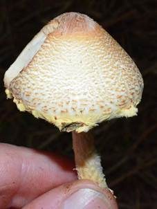 Gelbflockiger Wollstielschirmling, Foto 5