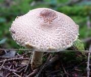 Gelbflockiger Wollstielschirmling, Foto 32