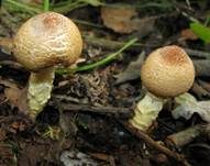 Gelbflockiger Wollstielschirmling, Foto 41
