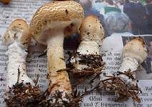 Gelbflockiger Wollstielschirmling, Foto 8