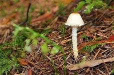 Gelbflockiger Wollstielschirmling, Foto 9