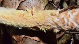 Gelbflockiger Wollstielschirmling, Foto 11