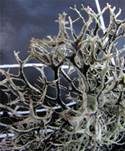 Baummoosflechte, Foto 7