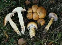 Gelbgestiefelter Schleimkopf, Foto 12