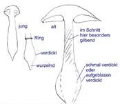Gelbgestiefelter Schleimkopf, Foto 25