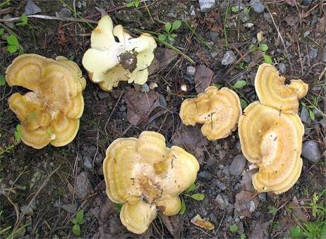 Gelbgezonter Filzporling, Foto 2