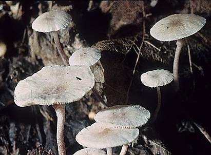 Gelbknolliger Sklerotienrübling, Foto 3