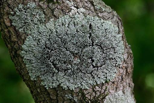 Baum-Schwielenflechte, Foto 2