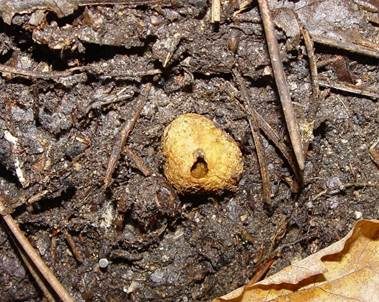 Gelblicher Barttrüffel, Foto 5