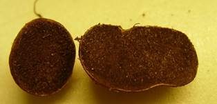 Gelblicher Barttrüffel, Foto 8