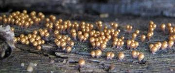 Gelblicher Haarstäubling, Foto 24
