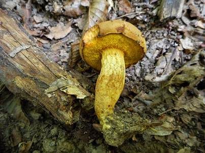 Gelbliche Ziegenlippe, Foto 2