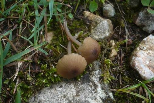 Gelblichstieliger Rötling, Foto 2