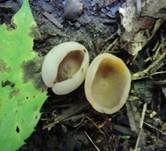 Gelbmilchender Becherling, Foto 10