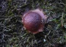 Gelboranger Schleimpilz, Foto 6
