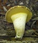 Gelbporiger Raufußröhrling, Foto 21