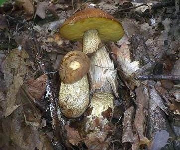 Gelbporiger Raufußröhrling, Foto 4