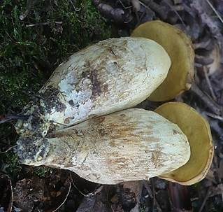 Gelbporiger Raufußröhrling, Foto 5
