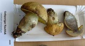 Gelbporiger Raufußröhrling, Foto 7