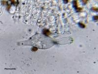 Gelbrandiger Mürbling, Foto 9
