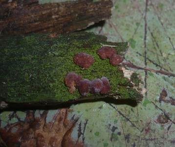 Gelbroter Kugelpustelpilz, Foto 2