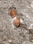 Gelbroter Kugelpustelpilz, Foto 14