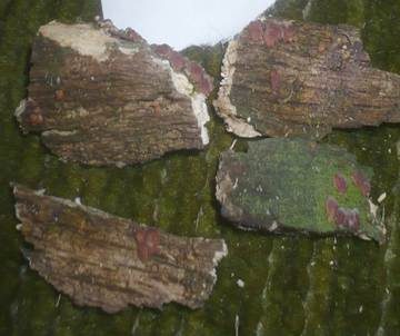 Gelbroter Kugelpustelpilz, Foto 6