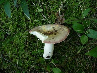 Gelbscheibiger Purpurtäubling, Foto 3