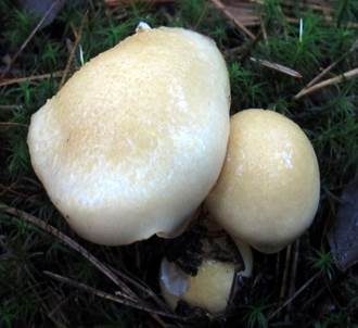 Gelbscheibiger Schneckling, Foto 3