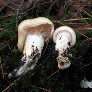 Gelbscheibiger Schneckling, Foto 4
