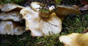 Gelbstieliger Muschelseitling, Foto 28
