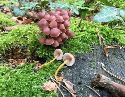 Gelbstieliger Nitrathelmling, Foto 2