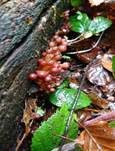 Gelbstieliger Nitrathelmling, Foto 12