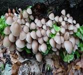 Gelbstieliger Nitrathelmling, Foto 13