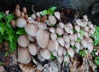 Gelbstieliger Nitrathelmling, Foto 15