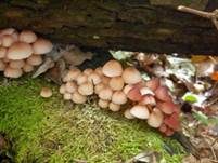 Gelbstieliger Nitrathelmling, Foto 23