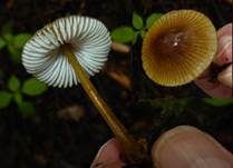 Gelbstieliger Nitrathelmling, Foto 8