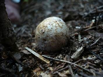 Gelbvioletter Scheintrüffel, Foto 6