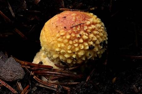 Gelbwarziger Fliegenpilz, Foto 3