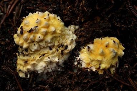 Gelbwarziger Fliegenpilz, Foto 4