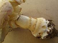 Gelbwarziger Fliegenpilz, Foto 6