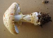 Gelbwarziger Fliegenpilz, Foto 7
