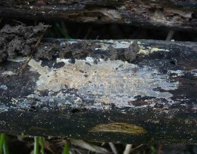 Gelbweißer Lyozystidenrindenpilz, Foto 3
