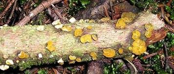 Gelbweißer Gallertbecher, Foto 10