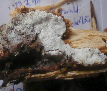 Gelbweißer Stachelsporling, Foto 3