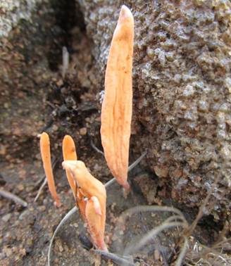 Gelbweißes Keulchen, Foto 3