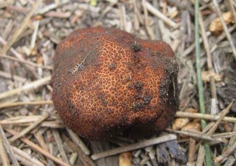 Gemeiner Balsamtrüffel, Foto 2