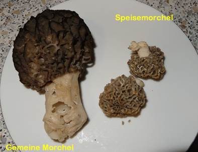 Gemeine Morchel, Foto 3
